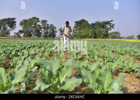 Un agriculteur pulvérise des pesticides dans une culture de choux dans son champ du district de Nagaon, dans l'État d'Assam, dans le nord-est de l'Inde, sur 20 décembre,2020. (Photo par Anuwar Hazarika/NurPhoto) Banque D'Images