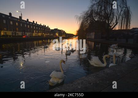 Un troupeau de cygnes vus sur le Grand Canal au coucher du soleil. Le ministère de la Santé a rapporté aujourd'hui un nouveau record quotidien de nouveaux cas pour la République d'Irlande, avec 8 227 nouveaux cas et 20 décès. Le vendredi 8 janvier 2021, 2021, à Dublin, Irlande. (Photo par Artur Widak/NurPhoto) Banque D'Images