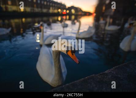 Un troupeau de cygnes vus sur le Grand Canal au coucher du soleil. Le ministère de la Santé a rapporté aujourd'hui un nouveau record quotidien de nouveaux cas pour la République d'Irlande, avec 8 227 nouveaux cas et 20 décès. Le vendredi 8 janvier 2021, 2021, à Dublin, Irlande. (Photo par Artur Widak/NurPhoto) Banque D'Images