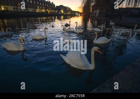 Un troupeau de cygnes vus sur le Grand Canal au coucher du soleil. Le ministère de la Santé a rapporté aujourd'hui un nouveau record quotidien de nouveaux cas pour la République d'Irlande, avec 8 227 nouveaux cas et 20 décès. Le vendredi 8 janvier 2021, 2021, à Dublin, Irlande. (Photo par Artur Widak/NurPhoto) Banque D'Images
