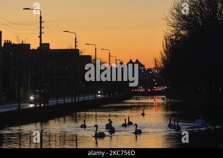 Un troupeau de cygnes vus sur le Grand Canal au coucher du soleil. Le ministère de la Santé a rapporté aujourd'hui un nouveau record quotidien de nouveaux cas pour la République d'Irlande, avec 8 227 nouveaux cas et 20 décès. Le vendredi 8 janvier 2021, 2021, à Dublin, Irlande. (Photo par Artur Widak/NurPhoto) Banque D'Images