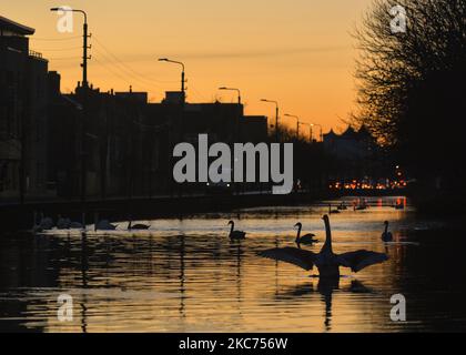 Un troupeau de cygnes vus sur le Grand Canal au coucher du soleil. Le ministère de la Santé a rapporté aujourd'hui un nouveau record quotidien de nouveaux cas pour la République d'Irlande, avec 8 227 nouveaux cas et 20 décès. Le vendredi 8 janvier 2021, 2021, à Dublin, Irlande. (Photo par Artur Widak/NurPhoto) Banque D'Images