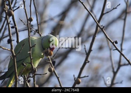 Un parakeet à anneaux roses mangeant de la poire dans l'arbre du lac des zones humides de la Tuda à Kirtipur, Katmandou, Népal samedi, 09 janvier 2020. La Tuda est l'un des plus grands lieux de repos pour les magnifiques oiseaux migrateurs menacés provenant des parties sud de l'Asie du Sud-est ainsi que de l'Afrique et de l'Australie. Tudaha est une destination populaire pour les ornithologues et les adorateurs. (Photo de Narayan Maharajan/NurPhoto) Banque D'Images