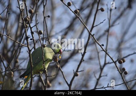 Un parakeet à anneaux roses mangeant de la poire dans l'arbre du lac des zones humides de la Tuda à Kirtipur, Katmandou, Népal samedi, 09 janvier 2020. La Tuda est l'un des plus grands lieux de repos pour les magnifiques oiseaux migrateurs menacés provenant des parties sud de l'Asie du Sud-est ainsi que de l'Afrique et de l'Australie. Tudaha est une destination populaire pour les ornithologues et les adorateurs. (Photo de Narayan Maharajan/NurPhoto) Banque D'Images