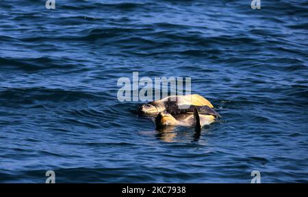 Une paire de tortues Olive Ridley en danger de disparition à l'intérieur de la baie de la mer du Bengale juste au large de la côte de la plage de la rivière Rushikulya Mouth à Ganjam, A 140 km de la ville de Bhubaneswar, capitale de l'État indien de l'est, car c'est le premier signe de cette congrégation de masse avant leur nidification sur la côte d'Odisha, le 10 janvier 2021. Les tortues Olive Ridley nichent leurs œufs sur la côte est de la baie du Bengale et deux observations majeures sur la côte d'Odisha Gahirmatha et Rushikulya chaque année. (Photo par STR/NurPhoto) Banque D'Images