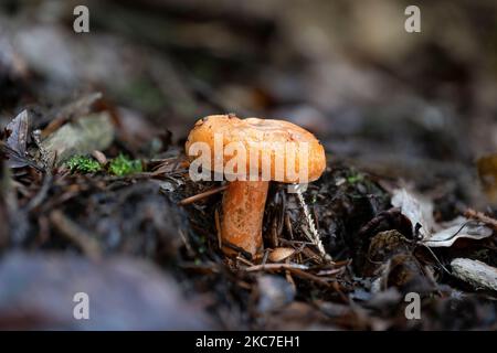 Un gros plan d'un faux milkcap de safran (Lactarius deterrimus) Banque D'Images