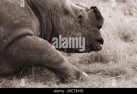 Un gros plan d'un rhinocéros blanc, Ceratotherium simum, allongé sur l'herbe. Réserve naturelle de Rietvlei. Banque D'Images