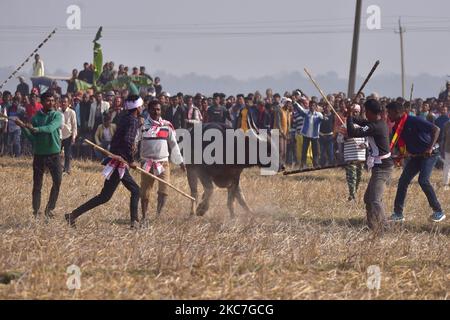 Les propriétaires de buffles tentent de contrôler leurs buffles lors d'un combat traditionnel de buffles tenu dans le cadre du festival Bhogali Bihu à Ahatguri à environ 80 km de Guwahati, la capitale de l'État d'Assam, au nord-est, sur 15 janvier, 2021.Magh Bihu est le festival des récoltes de l'État d'Assam, au nord-est du pays, et il est observé au cours du mois de Magh, qui coïncide avec janvier. (Photo par Anuwar Hazarika/NurPhoto) Banque D'Images