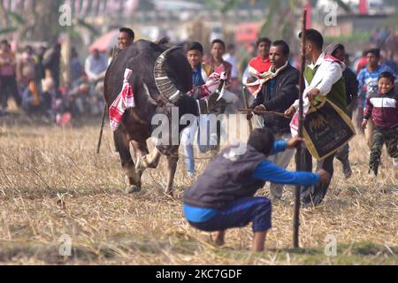 Les villageois apportent leurs buffles à un combat traditionnel de buffles tenu dans le cadre des festivités de Magh Bihu à AhatguriÂ environ 80 kms de Guwahati, la capitale de l'état du nord-est d'Assam sur 15 janvier, 2021.Magh Bihu est le festival des récoltes de l'État d'Assam, au nord-est du pays, et il est observé au cours du mois de Magh, qui coïncide avec janvier. (Photo par Anuwar Hazarika/NurPhoto) Banque D'Images