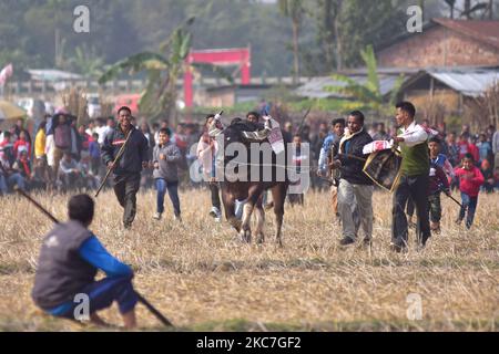 Les villageois apportent leurs buffles à un combat traditionnel de buffles tenu dans le cadre des festivités de Magh Bihu à AhatguriÂ environ 80 kms de Guwahati, la capitale de l'état du nord-est d'Assam sur 15 janvier, 2021.Magh Bihu est le festival des récoltes de l'État d'Assam, au nord-est du pays, et il est observé au cours du mois de Magh, qui coïncide avec janvier. (Photo par Anuwar Hazarika/NurPhoto) Banque D'Images