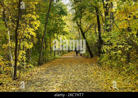 Couleurs d'automne jaune doré sur un sentier de parc Banque D'Images