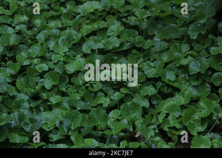 Vue en angle du haut du groupe de feuilles ou de feuilles vertes le jour de pluie avec quelques gouttes de pluie sur cela Banque D'Images