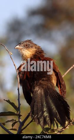 Cliché vertical d'un coucal brun blanc assis sur une branche sur un arrière-plan isolé Banque D'Images