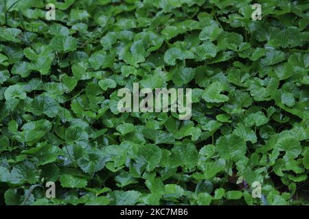 Vue en angle du haut du groupe de feuilles ou de feuilles vertes le jour de pluie avec quelques gouttes de pluie sur cela Banque D'Images