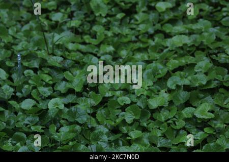 Vue en angle du haut du groupe de feuilles ou de feuilles vertes le jour de pluie avec quelques gouttes de pluie sur cela Banque D'Images