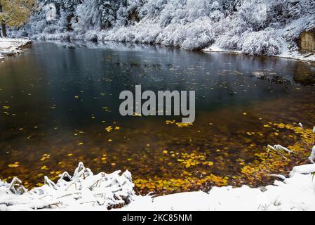 Feuilles d'automne dorées suspendues dans un ruisseau partiellement gelé. Le reflet de la neige récemment tombée sur les arbres ajoute un contraste magnifique à la scène Banque D'Images