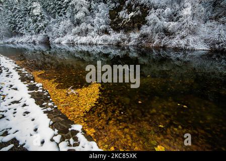 Feuilles d'automne dorées suspendues dans un ruisseau partiellement gelé. Le reflet de la neige récemment tombée sur les arbres ajoute un contraste magnifique à la scène Banque D'Images