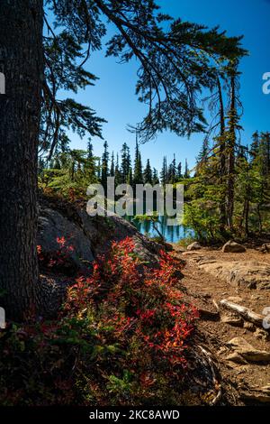 Le plus grand des lacs Tenas sur le sentier Scott Mountain Trail, dans la région sauvage du Mont Washington, dans le centre de l'Oregon. Banque D'Images