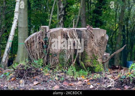 Wendover, Buckinghamshire, Royaume-Uni. 4th novembre 2022. Les arbres ont été abattus par HS2 à côté du A413. HS2 construisent un viaduc de 350 mètres de long en traversant la ligne A413 et la ligne de chemin de fer Chiltern. HS2 ont démoli la ferme de barnes de route et abattu des centaines d'arbres le long de Small Dean Lane et de chaque côté du A413. Arrêt HS2 les manifestants vivaient autrefois dans les bois au large des A413 au camp de résistance actif de Wendover pendant deux ans. L'écoactiviste Dan Hooper, connu sous le nom de Swampy et d'autres se sont emparés sous les terres boisées pour protester contre HS2 en prenant les terres boisées. Crédit : Maureen McLean/Alay Live News Banque D'Images