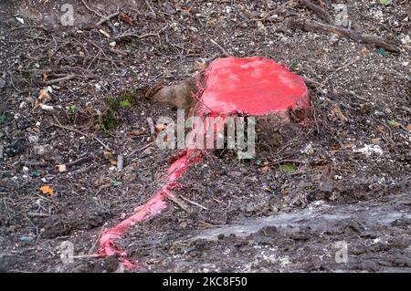 Wendover, Buckinghamshire, Royaume-Uni. 4th novembre 2022. Les arbres ont été abattus par HS2 à côté du A413. Les souches d'arbres et les racines peintes en rose ont habituellement un herbicide sur elles afin de tuer les racines. HS2 construisent un viaduc de 350 mètres de long en traversant la ligne A413 et la ligne de chemin de fer Chiltern. HS2 ont démoli la ferme de barnes de route et abattu des centaines d'arbres le long de Small Dean Lane et de chaque côté du A413. Arrêt HS2 les manifestants vivaient autrefois dans les bois au large des A413 au camp de résistance actif de Wendover pendant deux ans. L'écoactiviste Dan Hooper connu sous le nom de Swampy et d'autres Tunneled sous les bois dans Banque D'Images