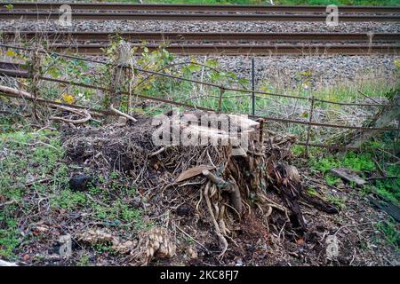 Wendover, Buckinghamshire, Royaume-Uni. 4th novembre 2022. Des arbres ont été abattus par HS2 près de la ligne de chemin de fer Chiltern. HS2 construisent un viaduc de 350 mètres de long en traversant la ligne A413 et la ligne de chemin de fer Chiltern. HS2 ont démoli la ferme de barnes de route et abattu des centaines d'arbres le long de Small Dean Lane et de chaque côté du A413. Arrêt HS2 les manifestants vivaient autrefois dans les bois au large des A413 au camp de résistance actif de Wendover pendant deux ans. L'écoactiviste Dan Hooper, connu sous le nom de Swampy et d'autres se sont emparés sous les terres boisées pour protester contre HS2 en prenant les terres boisées. Crédit : Maureen McLean/Alay Liv Banque D'Images