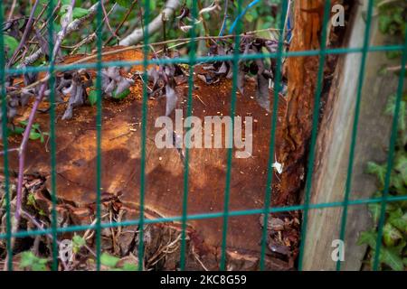 Wendover, Buckinghamshire, Royaume-Uni. 4th novembre 2022. Des arbres ont été abattus par HS2 près de la ligne de chemin de fer Chiltern. HS2 construisent un viaduc de 350 mètres de long en traversant la ligne A413 et la ligne de chemin de fer Chiltern. HS2 ont démoli la ferme de barnes de route et abattu des centaines d'arbres le long de Small Dean Lane et de chaque côté du A413. Arrêt HS2 les manifestants vivaient autrefois dans les bois au large des A413 au camp de résistance actif de Wendover pendant deux ans. L'écoactiviste Dan Hooper, connu sous le nom de Swampy et d'autres se sont emparés sous les terres boisées pour protester contre HS2 en prenant les terres boisées. Crédit : Maureen McLean/Alay Liv Banque D'Images