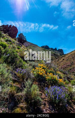 Pike Creek Canyon fleurs sauvages dans le désert Alvord de se Oregon le long du sentier menant à l'ancienne mine abandonnée. Banque D'Images