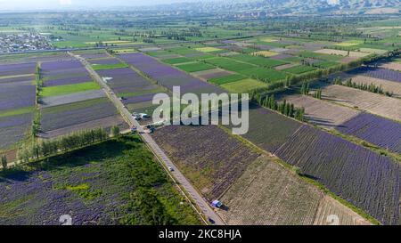 Une vue aérienne sur les vastes champs agricoles colorés Banque D'Images