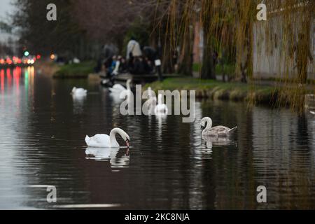 Un troupeau de cygnes vus sur le Grand Canal à Dublin pendant le confinement de Covid-19 au niveau 5. Le jeudi 4 février 2021, à Dublin, Irlande. (Photo par Artur Widak/NurPhoto) Banque D'Images