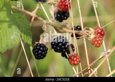 Gros plan d'une branche de brousse de mûres et de baies non mûres Banque D'Images