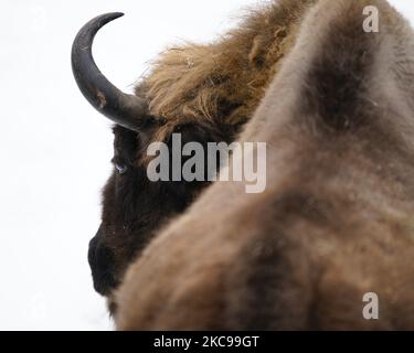 Un bison européen est vu dans la neige au zoo de Varsovie, en Pologne, sur 13 février 2021. Le gouvernement polonais a annoncé cette semaine la réouverture des cinémas, théâtres, piscines et autres institutions culturelles sous un régime sanitaire strict. La réouverture fait suite à près de 6 mois de quarantaine. (Photo de Jaap Arriens/NurPhoto) Banque D'Images