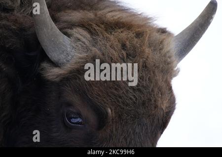 Un bison européen est vu dans la neige au zoo de Varsovie, en Pologne, sur 13 février 2021. Le gouvernement polonais a annoncé cette semaine la réouverture des cinémas, théâtres, piscines et autres institutions culturelles sous un régime sanitaire strict. La réouverture fait suite à près de 6 mois de quarantaine. (Photo de Jaap Arriens/NurPhoto) Banque D'Images