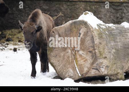 Un jeune bison européen est vu au zoo de Varsovie, en Pologne, sur 13 février 2021. Le gouvernement polonais a annoncé cette semaine la réouverture des cinémas, théâtres, piscines et autres institutions culturelles sous un régime sanitaire strict. La réouverture fait suite à près de 6 mois de quarantaine. (Photo de Jaap Arriens/NurPhoto) Banque D'Images