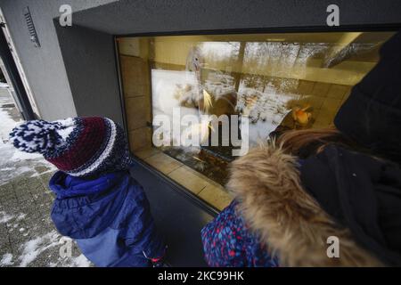 Les visiteurs regardent les pélicans au zoo de Varsovie, en Pologne, sur 13 février 2021. Le gouvernement polonais a annoncé cette semaine la réouverture des cinémas, théâtres, piscines et autres institutions culturelles sous un régime sanitaire strict. La réouverture fait suite à près de 6 mois de quarantaine. (Photo de Jaap Arriens/NurPhoto) Banque D'Images