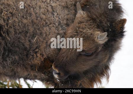 Un bison européen est vu dans la neige au zoo de Varsovie, en Pologne, sur 13 février 2021. Le gouvernement polonais a annoncé cette semaine la réouverture des cinémas, théâtres, piscines et autres institutions culturelles sous un régime sanitaire strict. La réouverture fait suite à près de 6 mois de quarantaine. (Photo de Jaap Arriens/NurPhoto) Banque D'Images