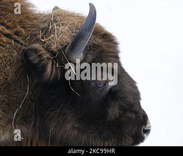 Un bison européen est vu dans la neige au zoo de Varsovie, en Pologne, sur 13 février 2021. Le gouvernement polonais a annoncé cette semaine la réouverture des cinémas, théâtres, piscines et autres institutions culturelles sous un régime sanitaire strict. La réouverture fait suite à près de 6 mois de quarantaine. (Photo de Jaap Arriens/NurPhoto) Banque D'Images