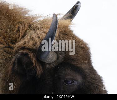 Un bison européen est vu dans la neige au zoo de Varsovie, en Pologne, sur 13 février 2021. Le gouvernement polonais a annoncé cette semaine la réouverture des cinémas, théâtres, piscines et autres institutions culturelles sous un régime sanitaire strict. La réouverture fait suite à près de 6 mois de quarantaine. (Photo de Jaap Arriens/NurPhoto) Banque D'Images