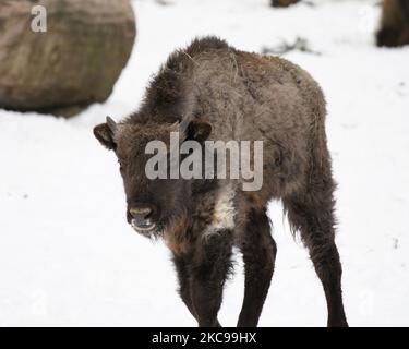 Un jeune bison européen est vu au zoo de Varsovie, en Pologne, sur 13 février 2021. Le gouvernement polonais a annoncé cette semaine la réouverture des cinémas, théâtres, piscines et autres institutions culturelles sous un régime sanitaire strict. La réouverture fait suite à près de 6 mois de quarantaine. (Photo de Jaap Arriens/NurPhoto) Banque D'Images