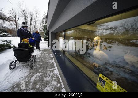 Les visiteurs regardent les pélicans au zoo de Varsovie, en Pologne, sur 13 février 2021. Le gouvernement polonais a annoncé cette semaine la réouverture des cinémas, théâtres, piscines et autres institutions culturelles sous un régime sanitaire strict. La réouverture fait suite à près de 6 mois de quarantaine. (Photo de Jaap Arriens/NurPhoto) Banque D'Images