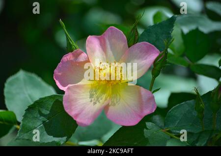 Un gros plan d'une rose chinoise (Mutabilis) poussant sur un arbuste vert dans un jardin Banque D'Images