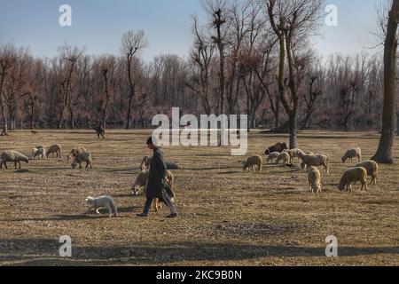 Le 15 février 2021, un berger marche avec un troupeau de moutons à la périphérie de Sopore, district de Baramulla, jammu-et-Cachemire, Inde. (Photo de Nasir Kachroo/NurPhoto) Banque D'Images