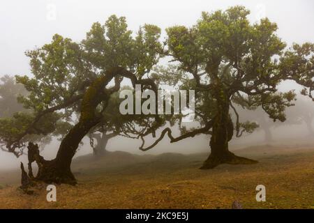 arbres de beauté dans un champ d'une forêt de fanal en une journée de brouillard Banque D'Images