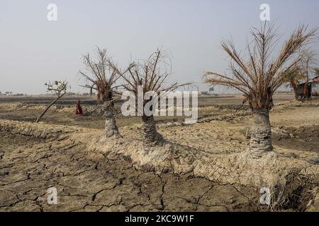 Effet de salinité vu dans le sol en conséquence, les arbres sont morts après le coup d'amphan Cyclone à Satkhira sur 23 février 2021. (Photo de Kazi Salahuddin Razu/NurPhoto) Banque D'Images