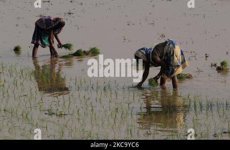 Les femmes qui travaillent quotidiennement sont vues à la ferme de l'OUAT (Université d'agriculture et de technologie d'Odisha) alors qu'elles sont occupées dans les travaux de replantation de jeunes plants de paddy dans la capitale de l'État indien de l'est, Bhubaneswar, Odisha. (Photo par STR/NurPhoto) Banque D'Images