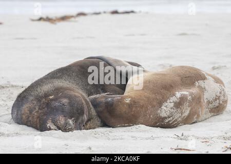 Deux lions de mer mâles se prélassent sur le sable à la baie de Sandfly près de Dunedin, en Nouvelle-Zélande, sur 26 février 2021. La baie de Sandfly est l'une des destinations les plus populaires de la péninsule d'Otago, avec des pingouins à yeux jaunes, des lions de mer, Les phoques à fourrure et autres espèces sauvages. Les lionsÂ de la Nouvelle-Zélande sont une des espèces de Lionâ de la mer les plus rares au monde et ne se trouvent qu'en Nouvelle-Zélande. (Photo de Sanka Vidanagama/NurPhoto) Banque D'Images