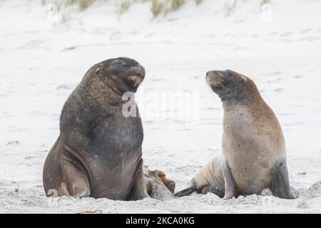 Deux lions de mer mâles se prélassent sur le sable à la baie de Sandfly près de Dunedin, en Nouvelle-Zélande, sur 26 février 2021. La baie de Sandfly est l'une des destinations les plus populaires de la péninsule d'Otago, avec des pingouins à yeux jaunes, des lions de mer, Les phoques à fourrure et autres espèces sauvages. Les lionsÂ de la Nouvelle-Zélande sont une des espèces de Lionâ de la mer les plus rares au monde et ne se trouvent qu'en Nouvelle-Zélande. (Photo de Sanka Vidanagama/NurPhoto) Banque D'Images