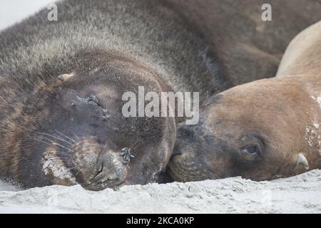 Deux lions de mer mâles se prélassent sur le sable à la baie de Sandfly près de Dunedin, en Nouvelle-Zélande, sur 26 février 2021. La baie de Sandfly est l'une des destinations les plus populaires de la péninsule d'Otago, avec des pingouins à yeux jaunes, des lions de mer, Les phoques à fourrure et autres espèces sauvages. Les lionsÂ de la Nouvelle-Zélande sont une des espèces de Lionâ de la mer les plus rares au monde et ne se trouvent qu'en Nouvelle-Zélande. (Photo de Sanka Vidanagama/NurPhoto) Banque D'Images