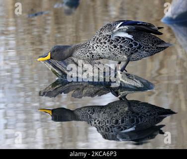 Un gros plan d'un canard à bec jaune debout sur un bois avec son reflet à la surface de l'eau Banque D'Images