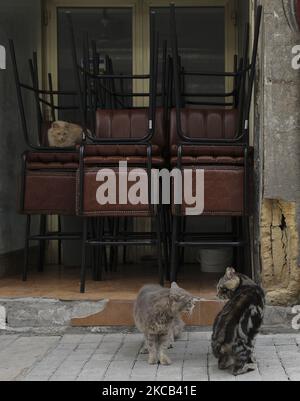 Deux chats se battent près de chaises pliées dans un café fermé à Nicosie. Chypre, jeudi, 18 mars 2021. Les bars, restaurants et cafés ont rouvert leurs portes mardi après trois mois de fermeture en raison de la pandémie du coronavirus, mais beaucoup n'ont pas pu rouvrir en raison de difficultés financières. (Photo de Danil Shamkin/NurPhoto) Banque D'Images