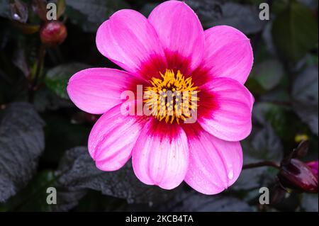 Petites fleurs roses des Asteraceae Dahlia heureux single clin Banque D'Images